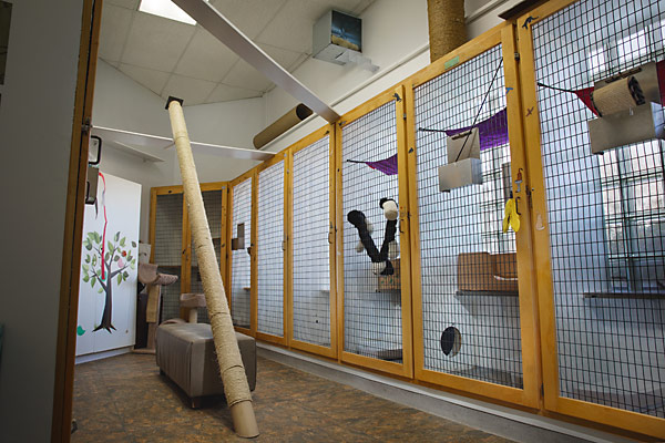 images/catboarding01.jpg#joomlaImage://local-images/catboarding01.jpg?width=600&height=400